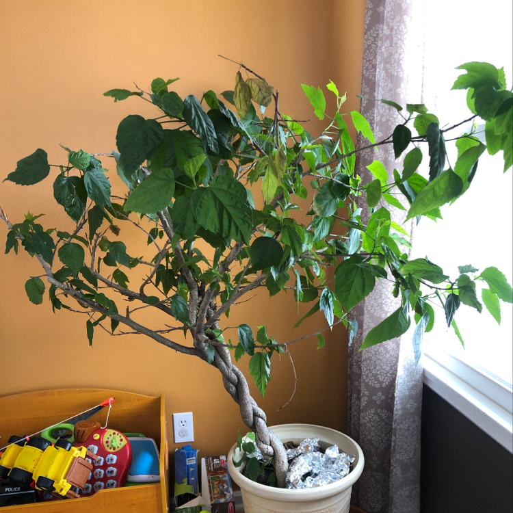 Indoor potted Chinese Hibiscus plant with some yellowing leaves near a window.