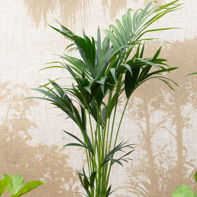 Kentia Palm plant photo by Ayesha named My Shuna on Greg, the plant care app.