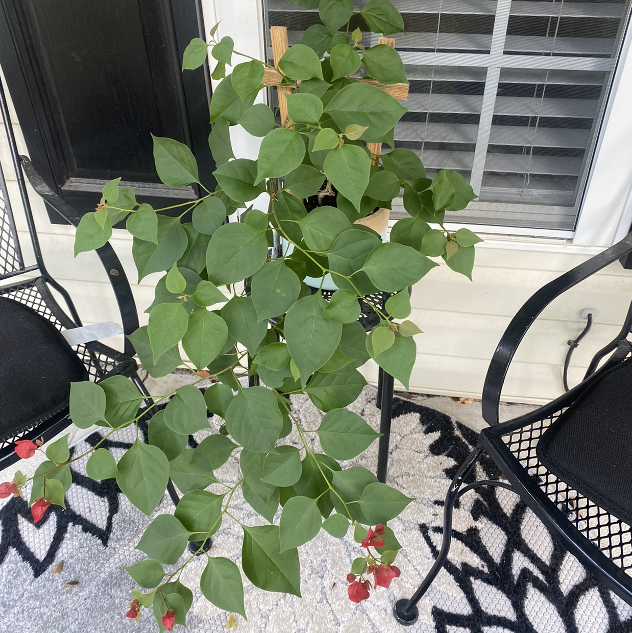 Plant care for Pullback on Greg, the plant care app