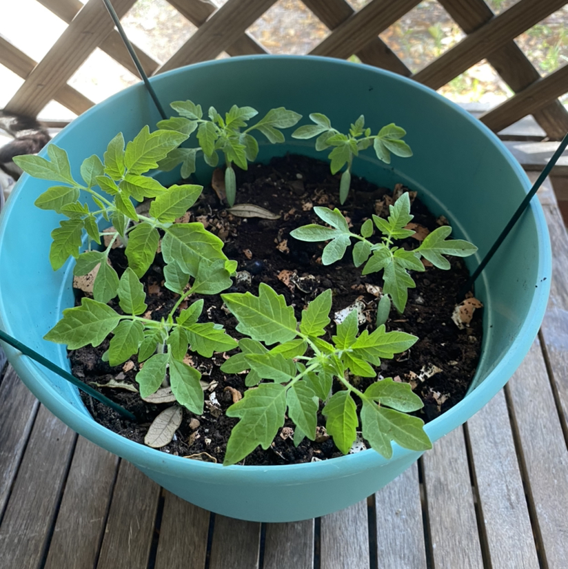 Potted tomato plant seedlings in a blue container with visible soil.