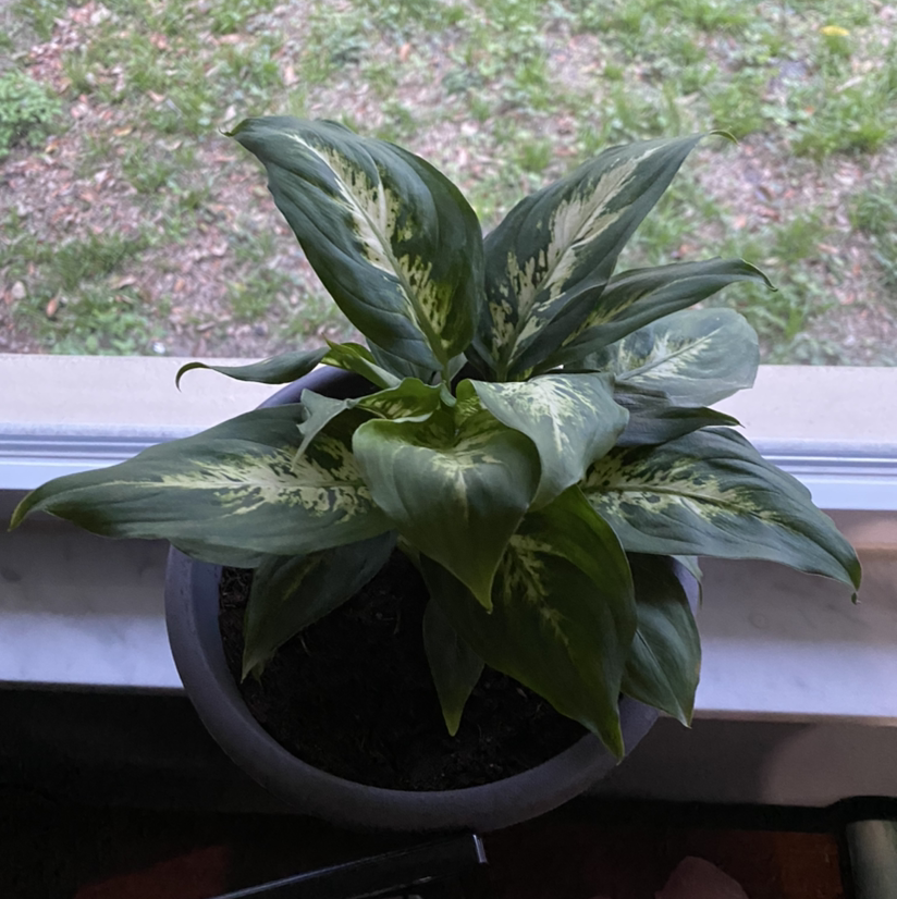 Dieffenbachia 'Compacta' plant in a pot on a windowsill, healthy with vibrant green leaves.