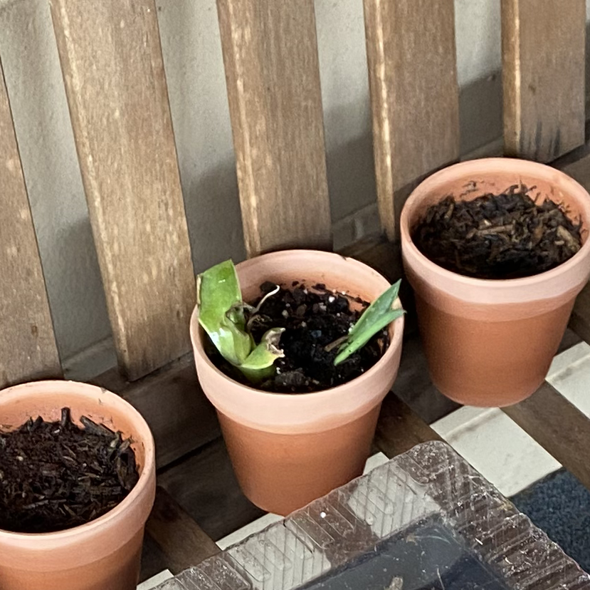 Three healthy young potted Century Plants with green rosette leaves in terracotta pots on a wooden surface with tiled background.