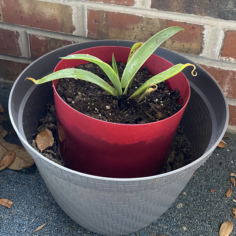 A healthy young century plant growing in a red plastic pot, with vibrant green leaves and no signs of discoloration or damage.