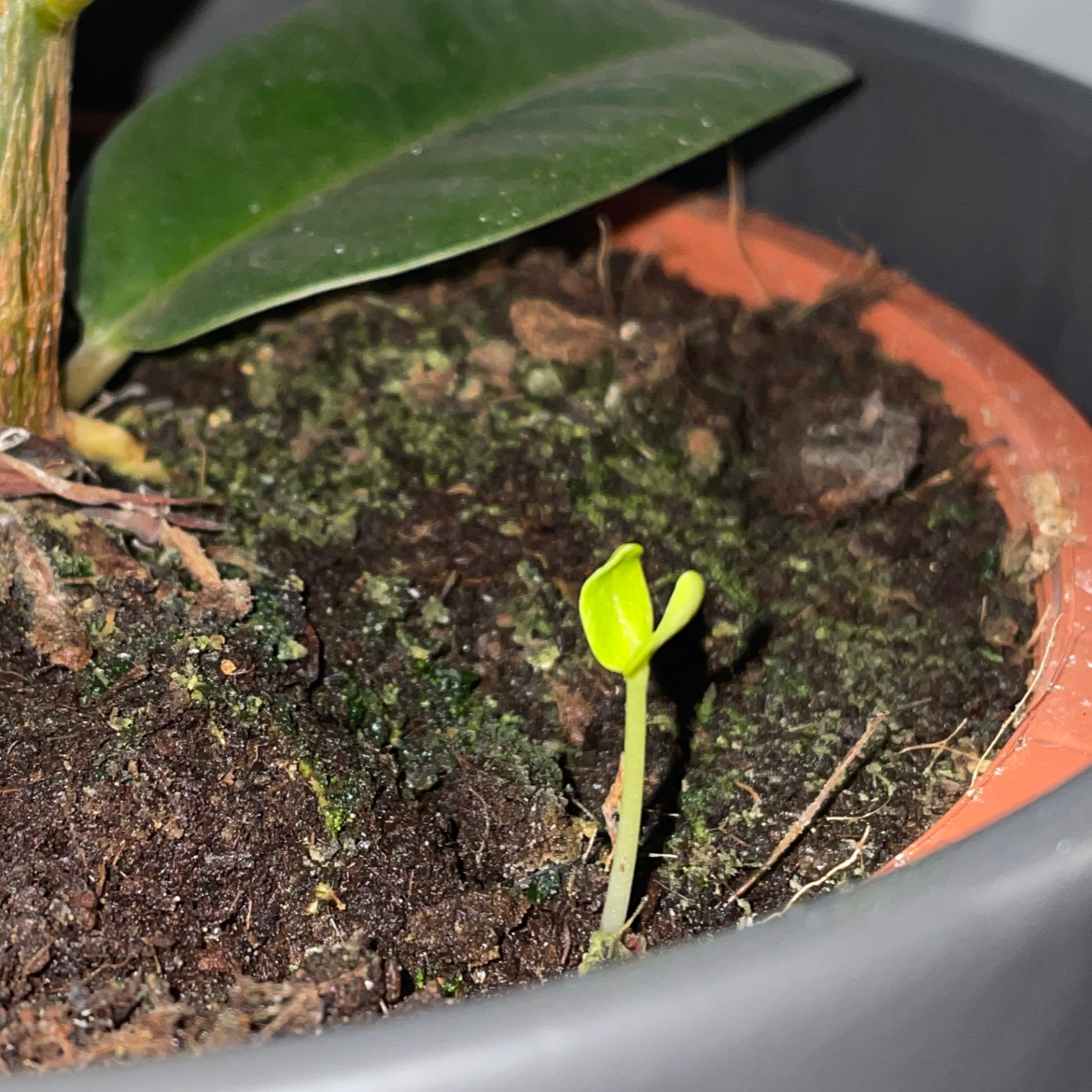 Young sprout in a pot with soil, with a Ficus Robusta leaf in the background.