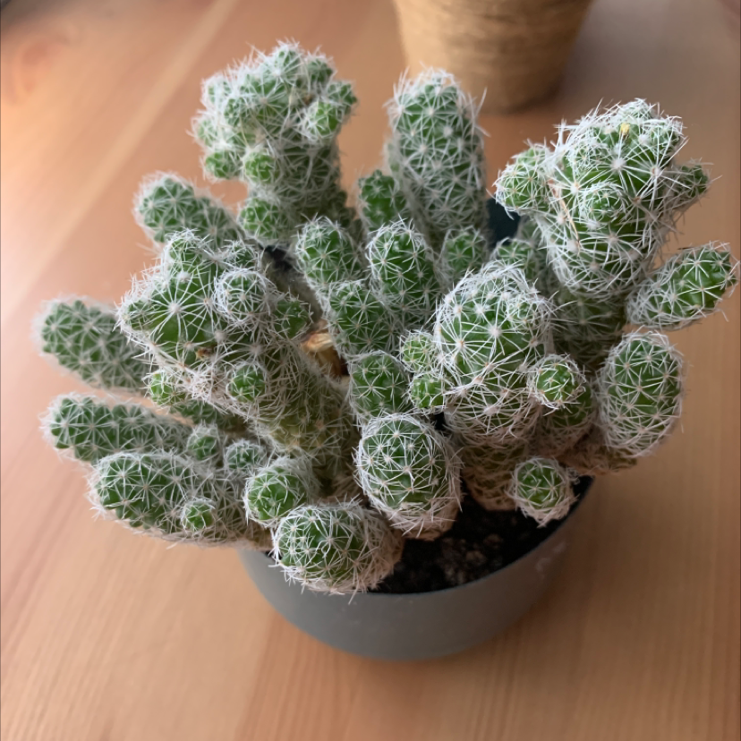 Cobweb Hens and Chicks succulent with cylindrical leaves covered in white filaments.