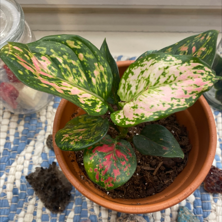 Pink Dalmatian Aglaonema in a small pot with variegated pink and green leaves.