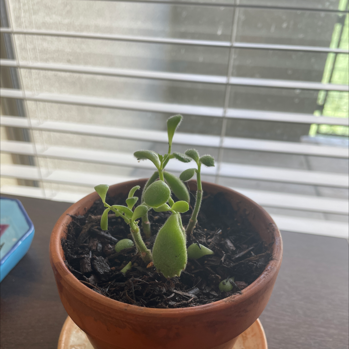 Bear's Paw plant photo by @Mickeysoasis named Baloo on Greg, the plant care app.