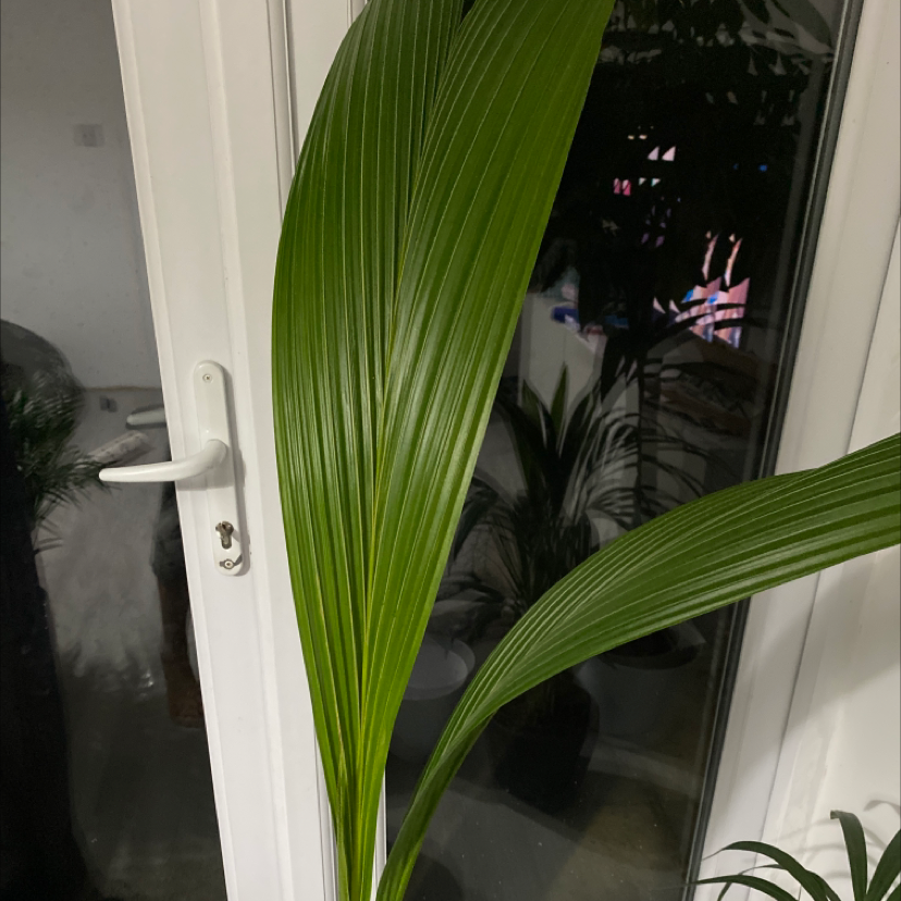 Healthy coconut plant with long green leaves indoors near a window.