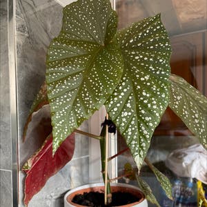 Spotted Begonia plant photo by Siddiqa named Your plant on Greg, the plant care app.