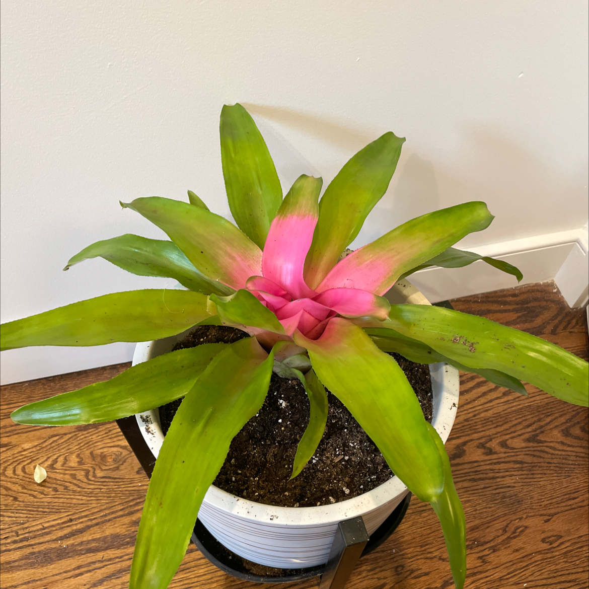 Photo of the plant species Neoregelia 'Pink Sensation' by @HarajukuSt named Pinky on Greg, the plant care app
