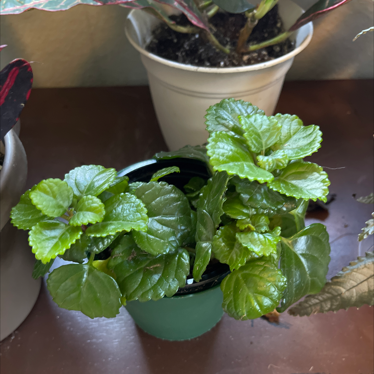 Healthy Swedish Ivy plant in a pot with vibrant green leaves.