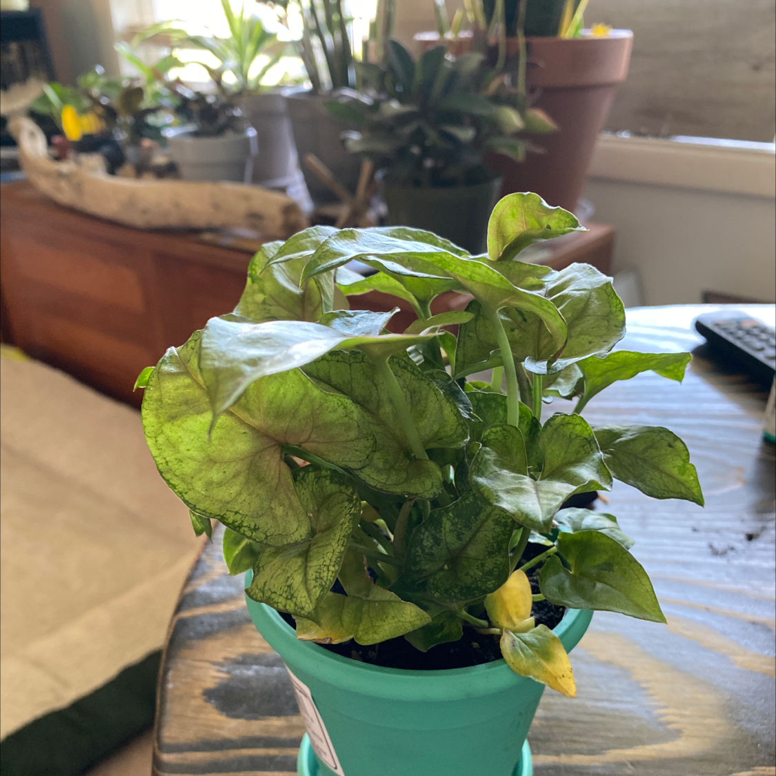 Syngonium 'Berry' plant in a small pot with some yellowing and browning leaves.
