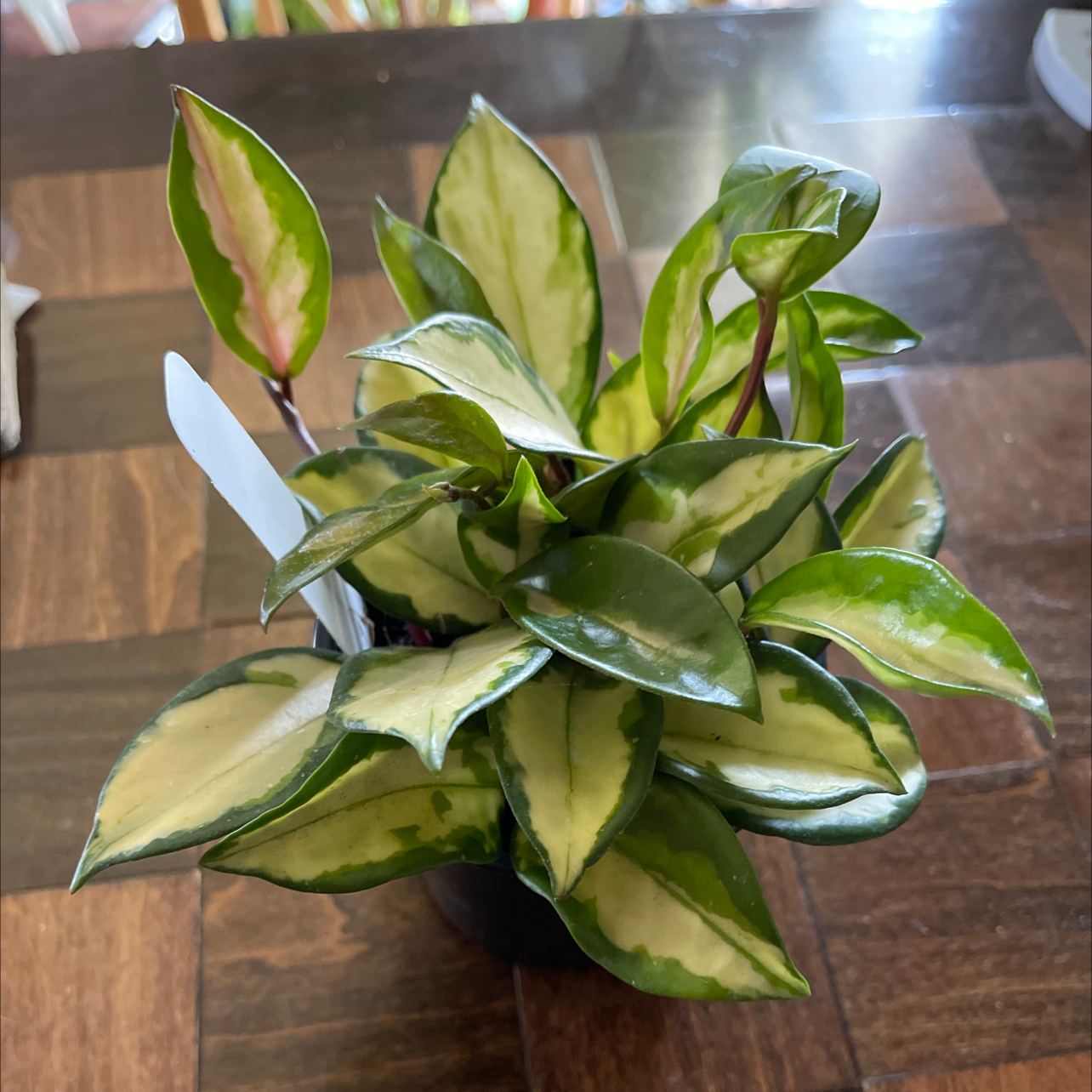 Krimson Princess Hoya plant with variegated leaves, healthy appearance.