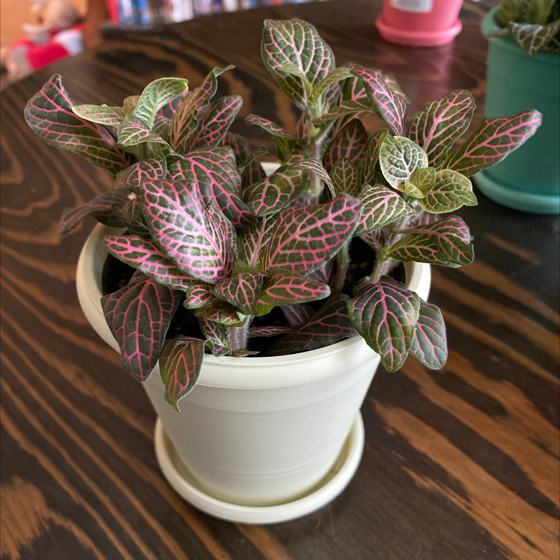 Pink Wave Nerve Plant in a white pot with vibrant pink and green leaves.