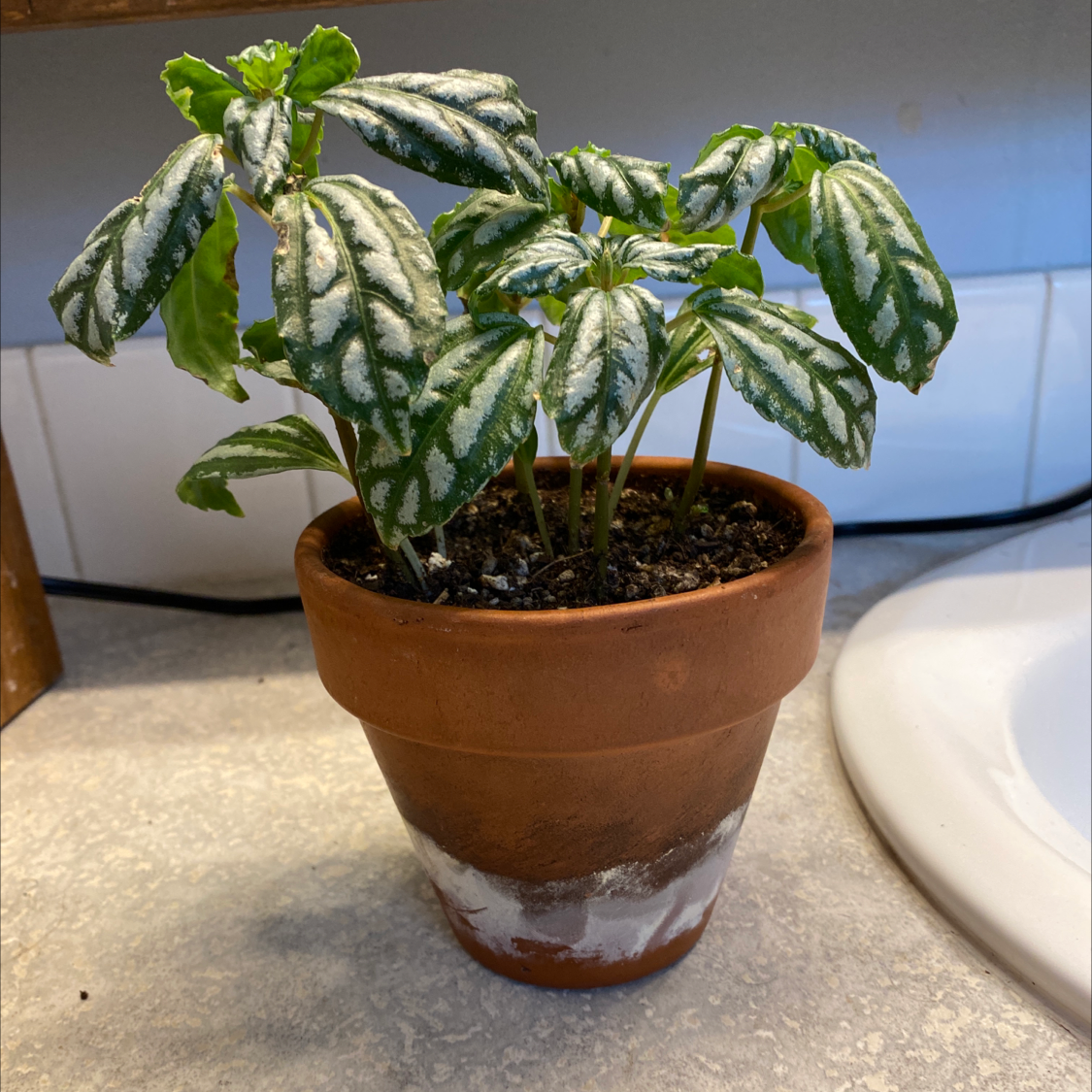 Aluminum Plant plant photo by @PlantDaddi named Max on Greg, the plant care app.