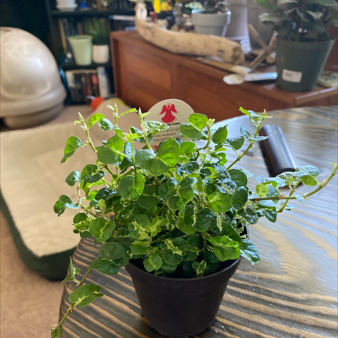 Healthy potted Creeping Fig houseplant with dense green foliage, on a wooden table in a home interior.