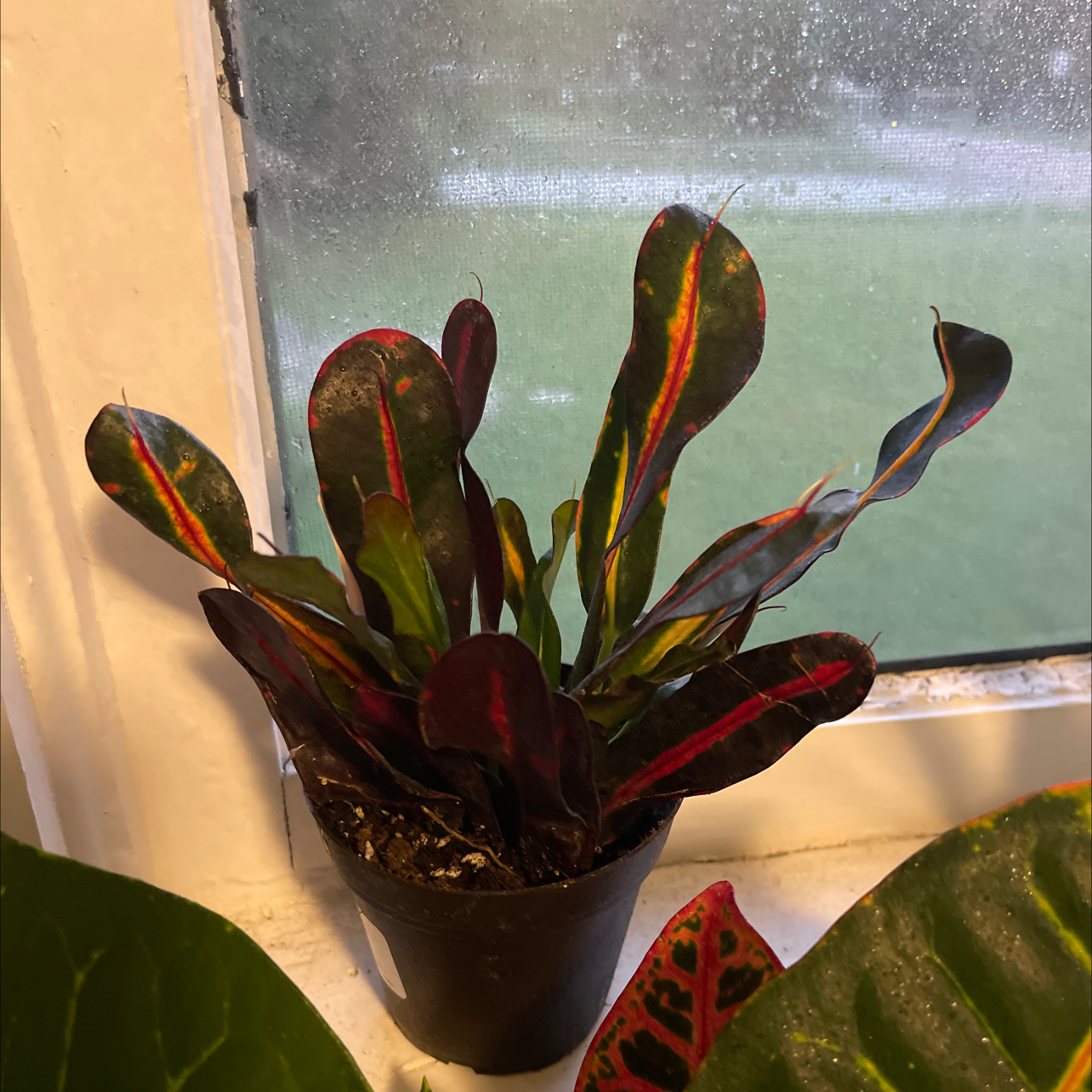 Croton Mammy plant with vibrant red, yellow, and green leaves near a window.