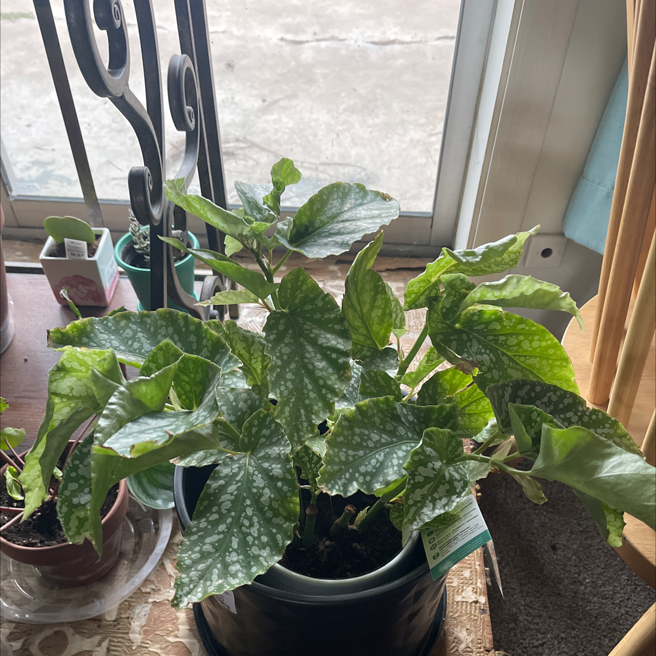 Potted Angel Wing Begonia with spotted leaves near a window.