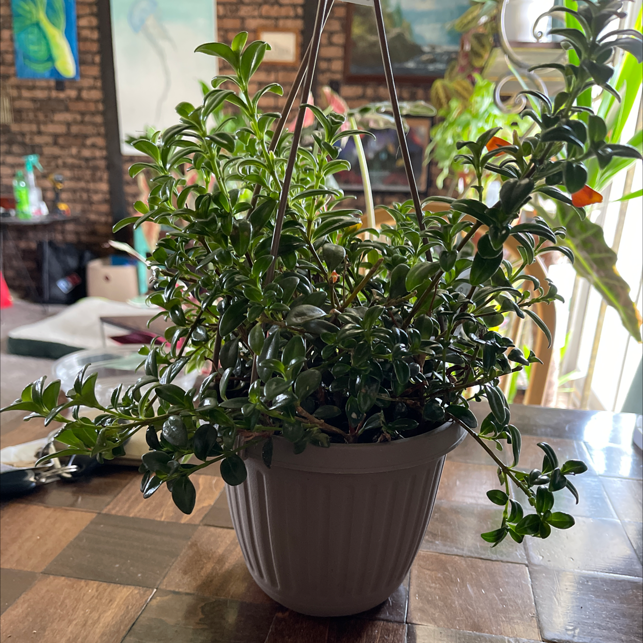 Hanging potted Goldfish Plant with glossy green leaves in an indoor setting.