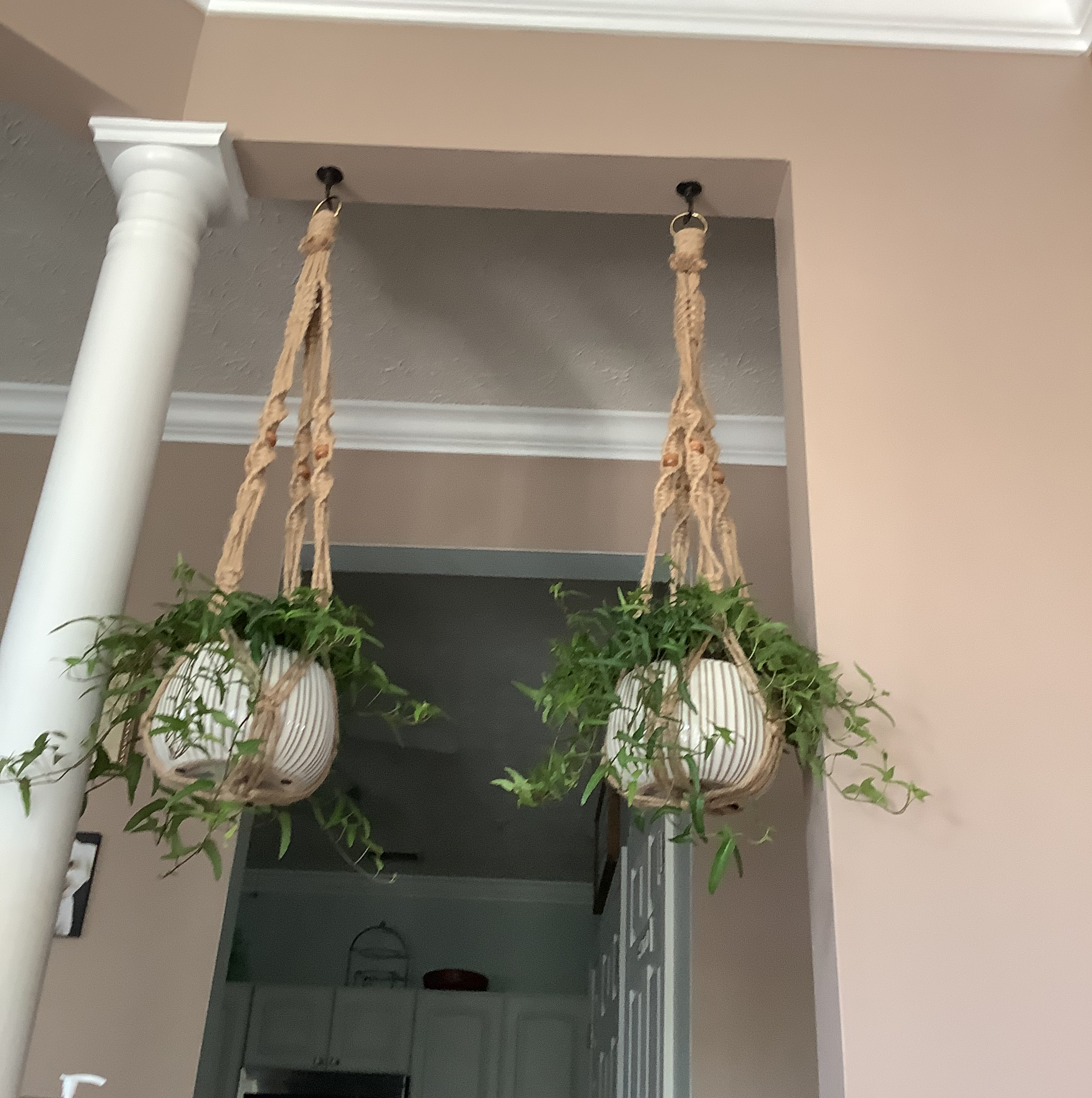 Two hanging planters with healthy Spearpoint Ivy plants in a well-lit indoor setting.