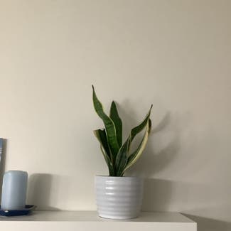 Snake Plant plant in Odenton, Maryland