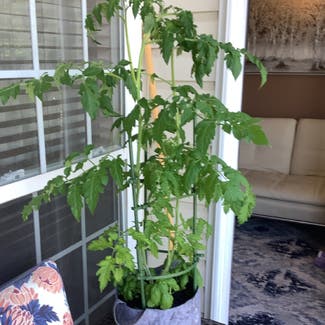 Tomato Plant plant in Odenton, Maryland