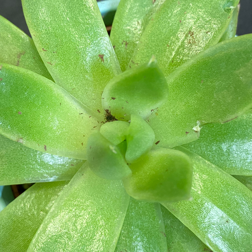 jade plant leaves curling up