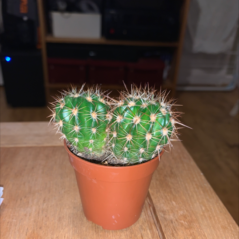 A healthy potted cactus, The Glory of Texas, with two stems and prominent spines.