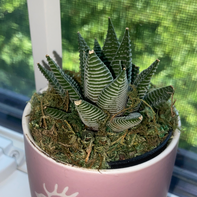 Healthy Fairy Washboard succulent with striped leaves in a pink pot, well-framed against abstract green background.