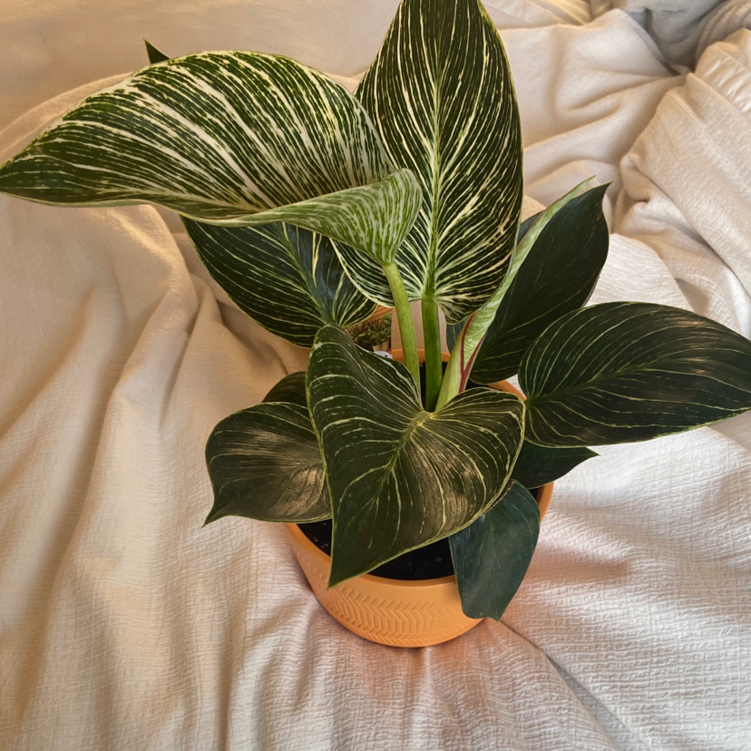 Pinstripe Calathea plant with white-striped dark green leaves in a pot on a light fabric background.