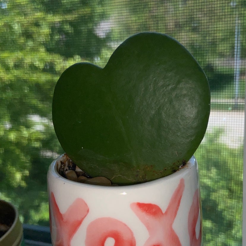 Sweetheart Hoya plant in a pot with 'xoxo' written on it, featuring a single heart-shaped leaf.