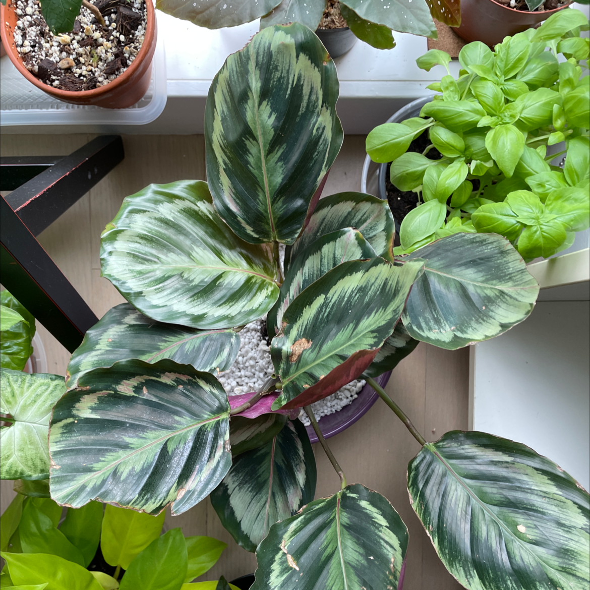 Calathea 'Medallion' plant with variegated leaves, surrounded by other plants.