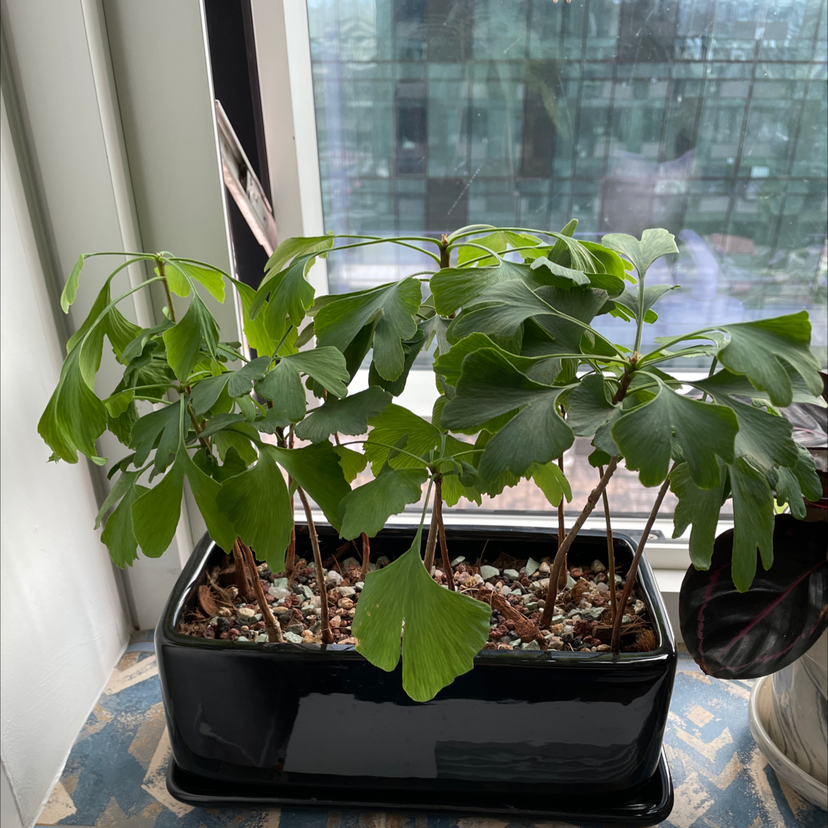 What Temperature Does My Ginkgo Tree Need?