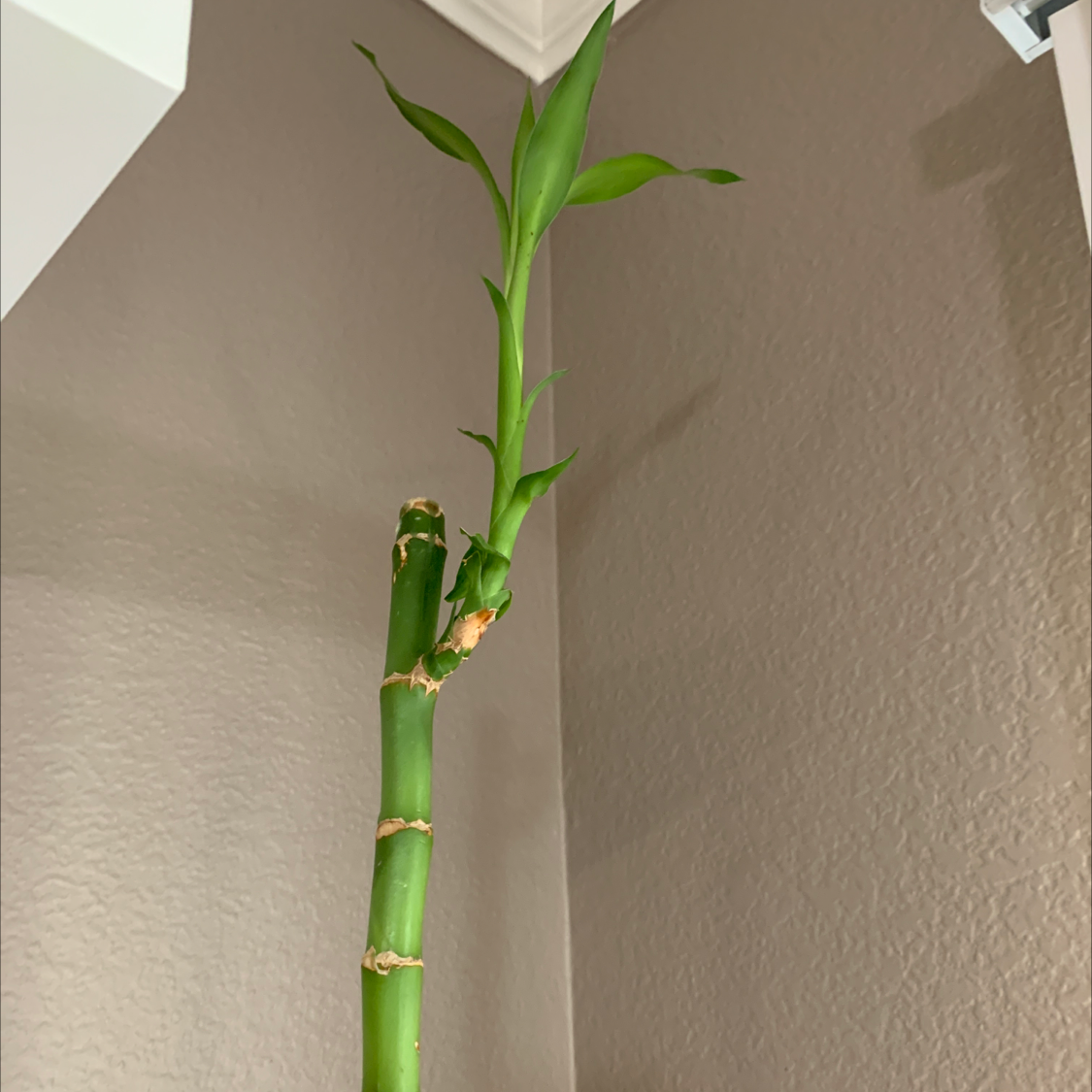 Photo of the plant species Common Bamboo by Elizabeth named Your plant on Greg, the plant care app