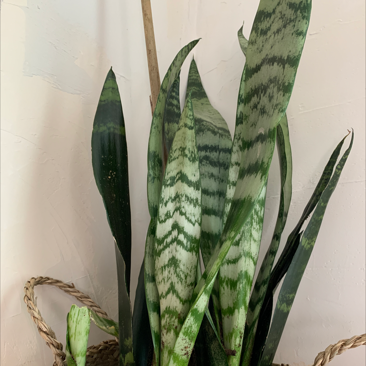 Snake Plant plant photo by @Kimberbaker named Snake on Greg, the plant care app.