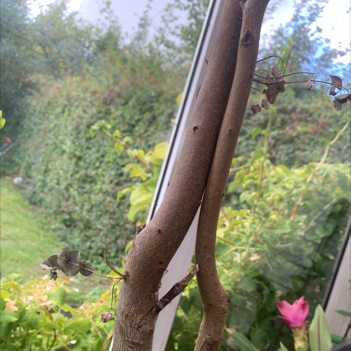 Cider gum plant trunk and branches with small leaves and buds, garden background visible.