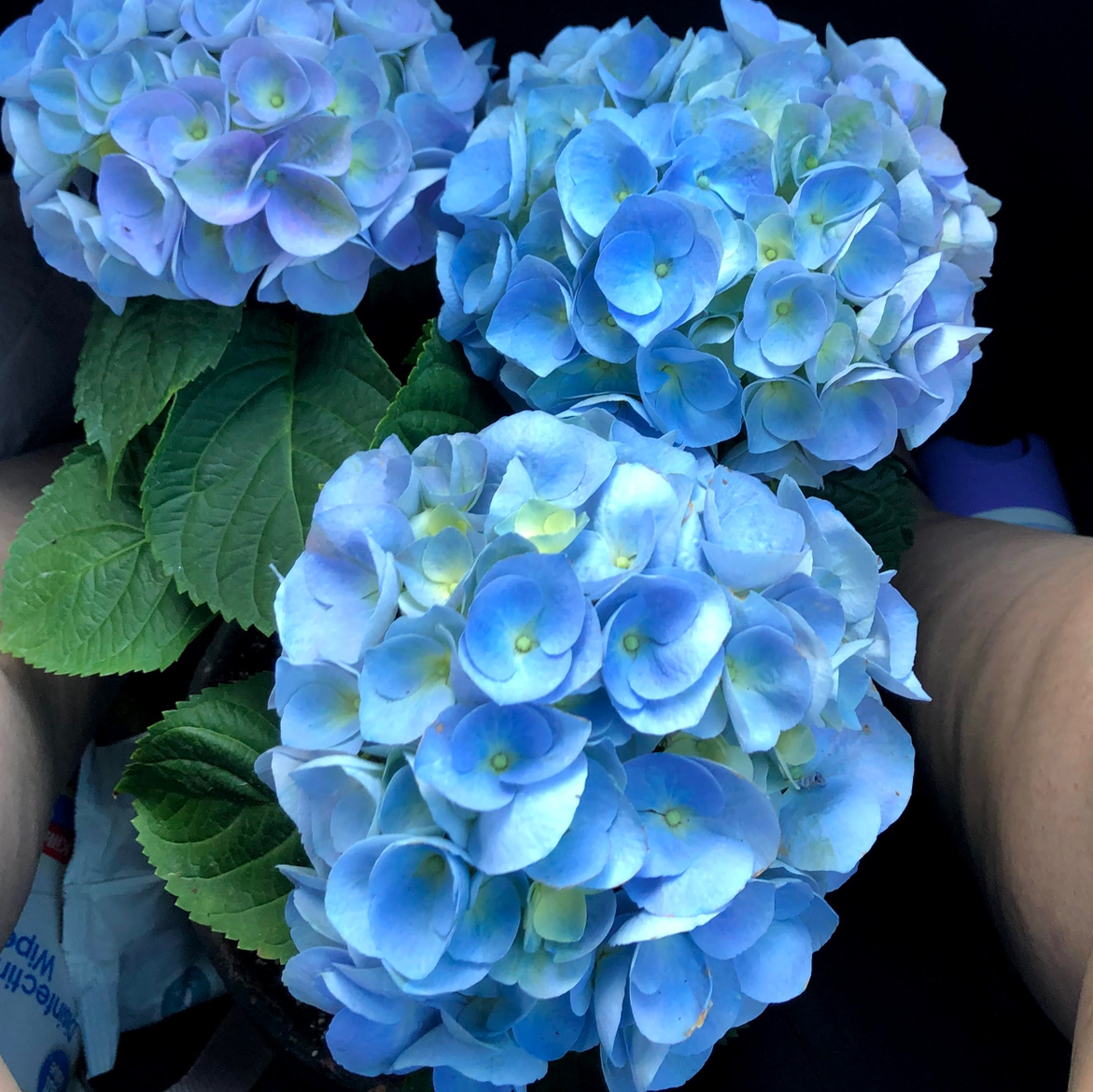 Photo of the plant species French Hydrangea by @JungleBabies named Sonia on Greg, the plant care app