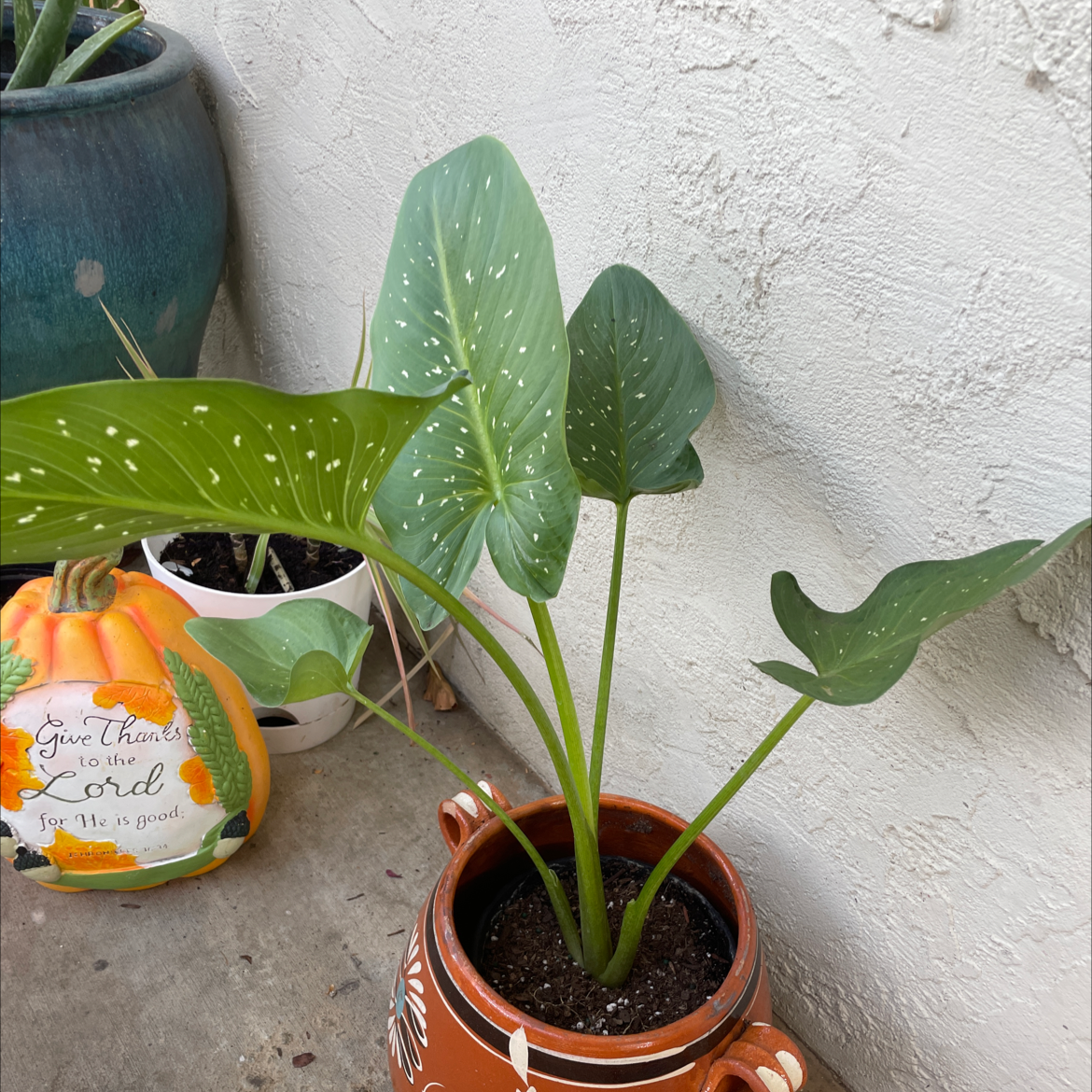 Why Are My Spotted Calla Lily Leaves Curling?