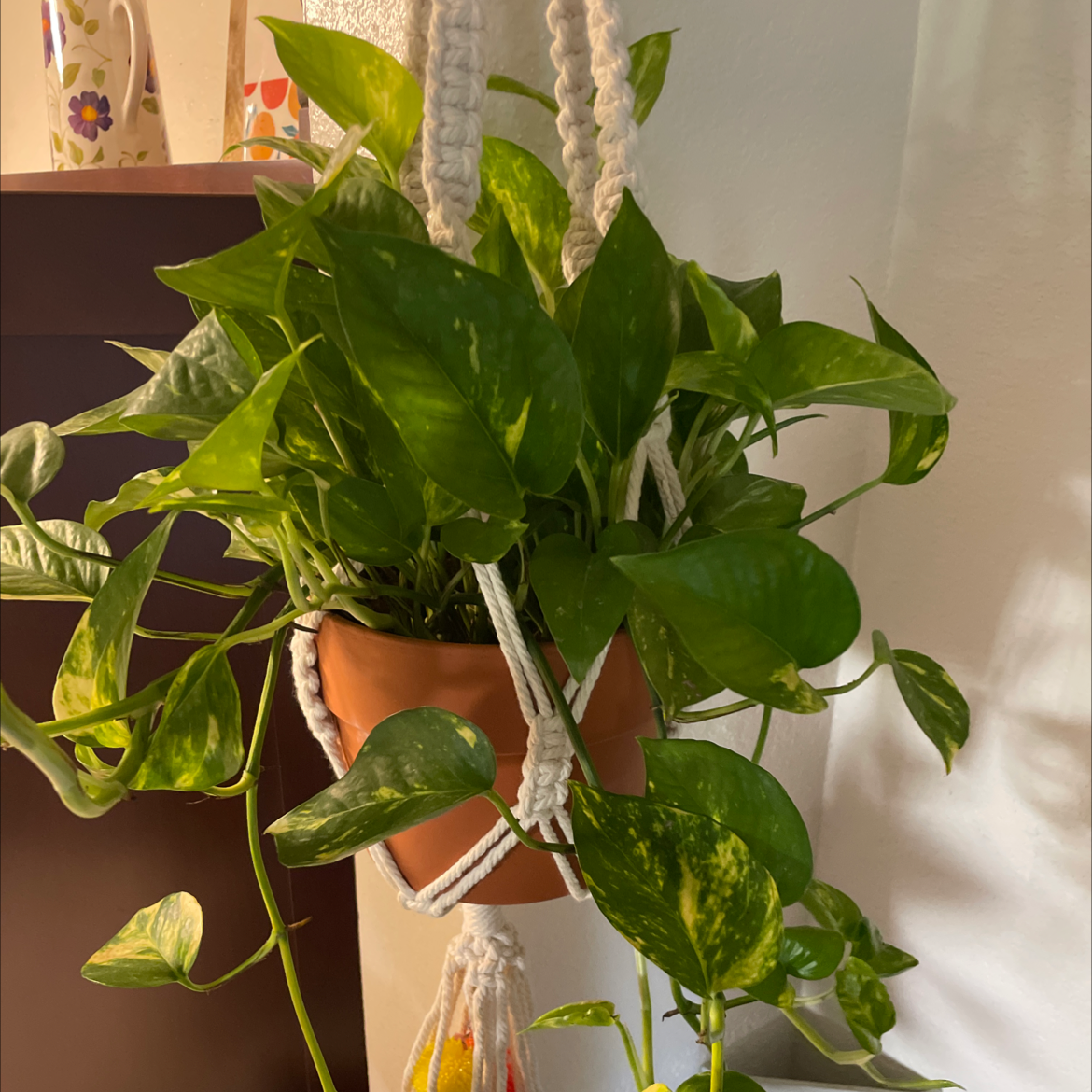 Taro Vine plant photo by @JungleBabies named Sabrina on Greg, the plant care app.