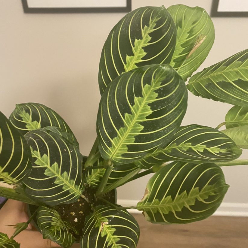Lemon Lime Prayer Plant with vibrant green leaves and lime-colored veins, held by a hand.