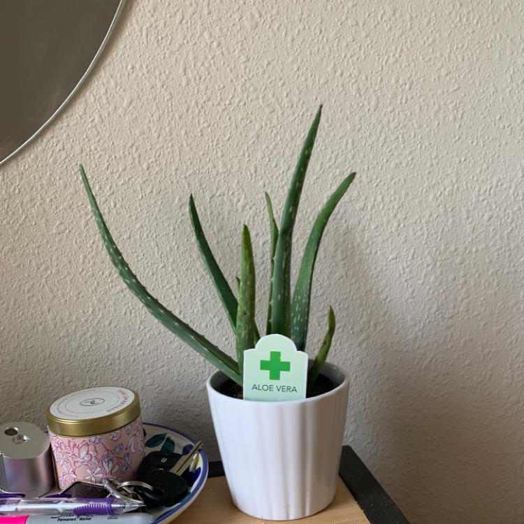 Aloe vera plant photo by @Sophiekotar44 named Aloe mate on Greg, the plant care app.