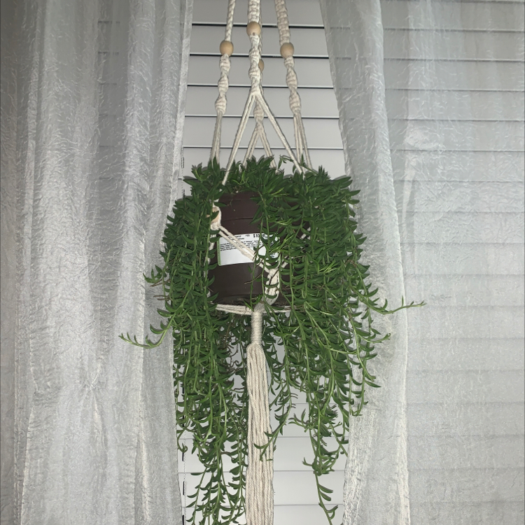 String of Bananas plant photo by @Sophiekotar44 named Lebron on Greg, the plant care app.