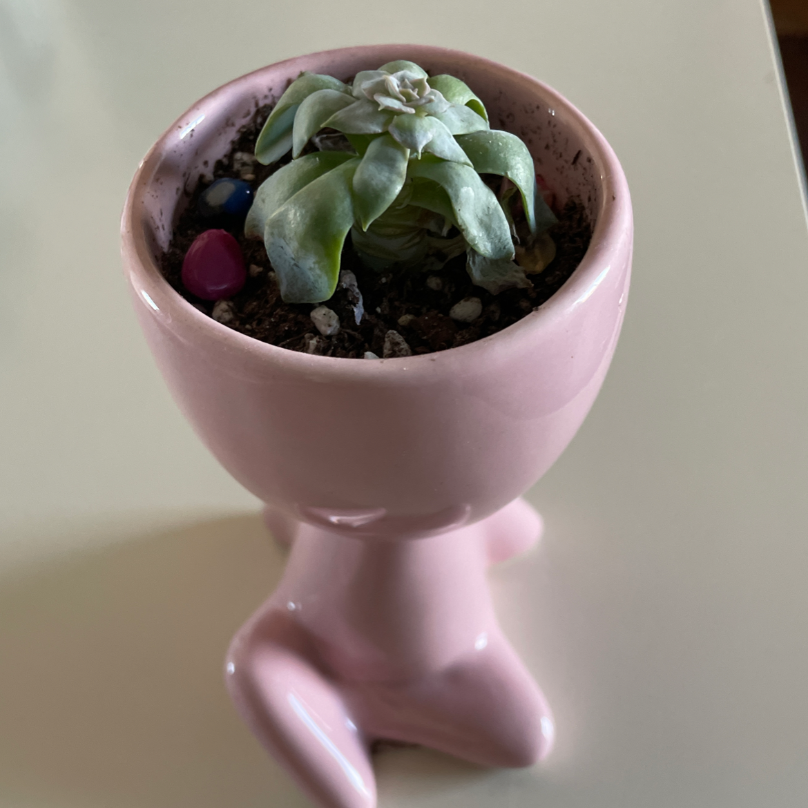 Mexican Snowball plant photo by @Zaide_zg named Stanley on Greg, the plant care app.