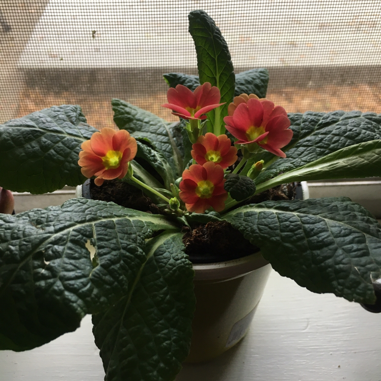 Photo of the plant species Oxlip by @MissusCox87 named Primmy red on Greg, the plant care app
