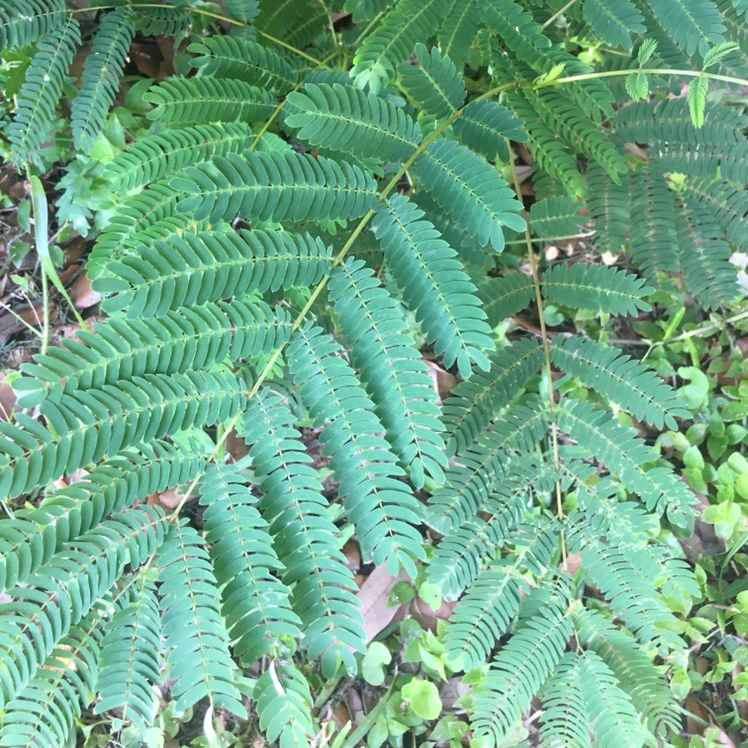 Close-up of a Silk Tree (Albizia julibrissin) with green, healthy compound leaves.