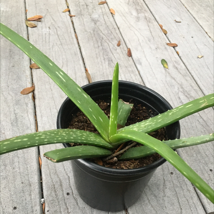 Aloe vera plant photo by @MissusCox87 named Kim Aloe on Greg, the plant care app.