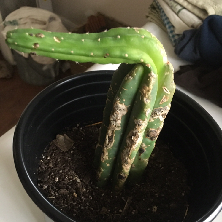 San Pedro Cactus in a black pot with visible damage, browning, and black spots.