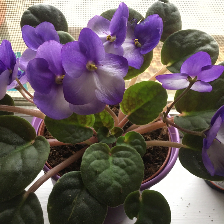 African Violet plant photo by @MissusCox87 named Violette on Greg, the plant care app.