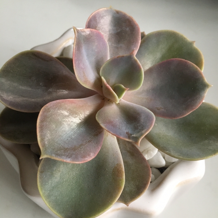 Echeveria 'Perle von Nurnberg' succulent with healthy, colorful leaves in a white pot.