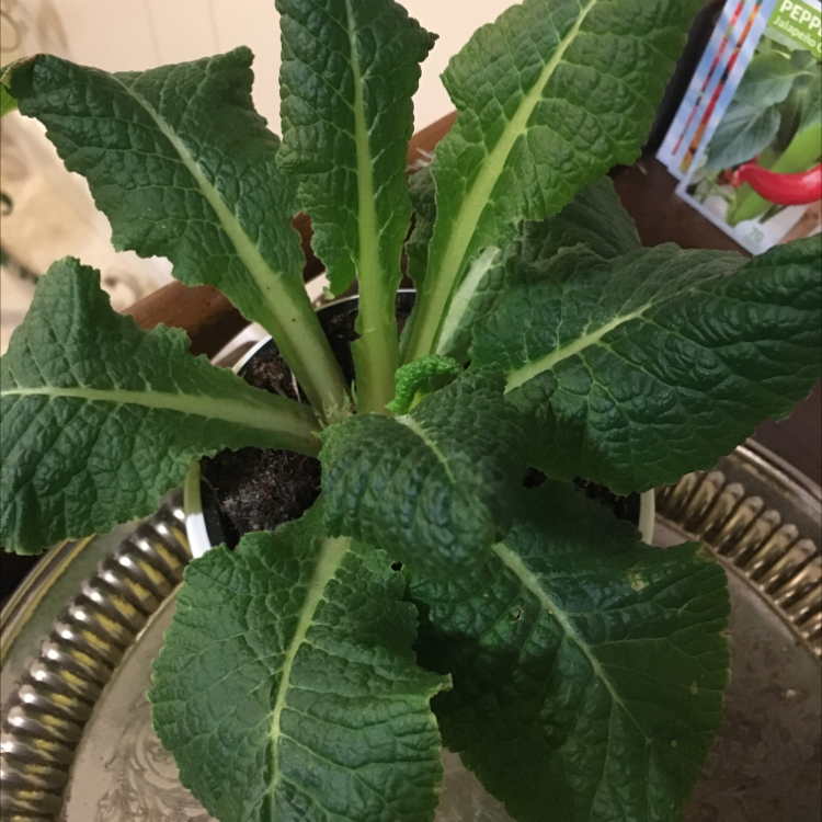 Photo of the plant species Oxlip by @MissusCox87 named Primrose on Greg, the plant care app